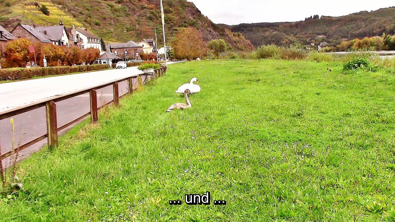 Enten und Schwäne in Hatzenport
