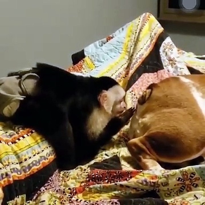 Poor puggo
