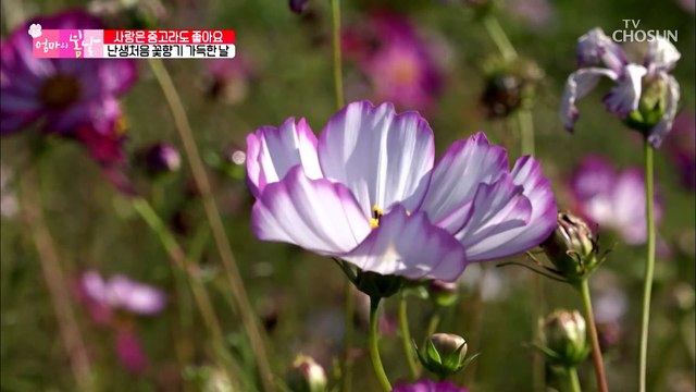 (걱정) 생각보다 심각한 엄마의 상태.. 수술 후 상태는??