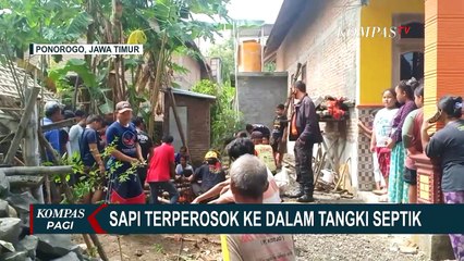 Tim SAR Lakukan Evakuasi Sapi yang Terperosok ke Lubang Septic Tank