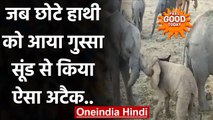 Feel Good : दो महीने के हाथी के बच्चे ने बड़े भाई के साथ की Fight,देखें Viral Video | वनइंडिया हिंदी