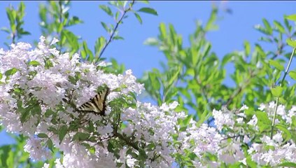 Peacefully Relaxing Music *** 8d Audio