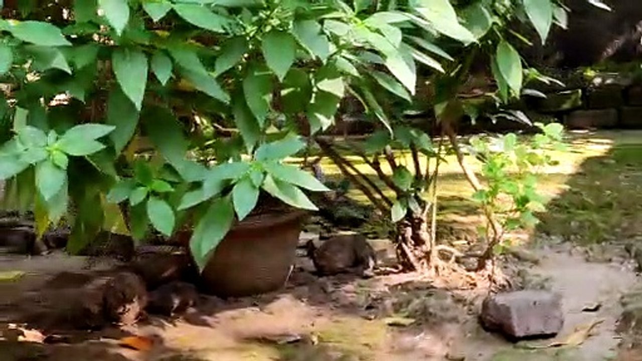 Pigeons And Other Birds