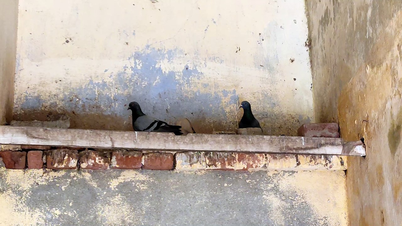 Pigeons