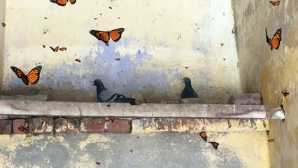 Flying Butterflies and Birds