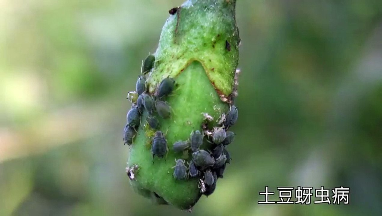 袁腾飞聊土豆：美洲土特产，咋就成了英国国菜