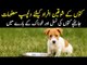 Imported Dogs In Pakistan | Best Breeds Of Dogs | How To Feed A Dog