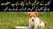 Imported Dogs In Pakistan | Best Breeds Of Dogs | How To Feed A Dog