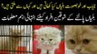 Best Breeds of Imported Cats In Pakistan | How To Take Care Of Cats At Home?