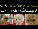 Best Breeds of Imported Cats In Pakistan | How To Take Care Of Cats At Home?