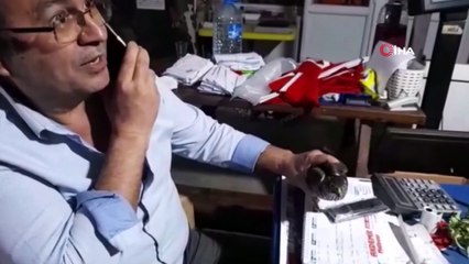 Davetsiz misafir doğaya salındı