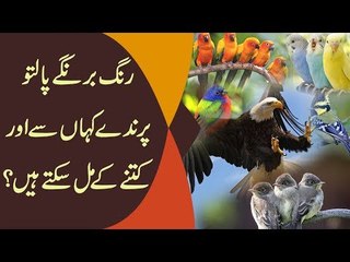Best Breed Of Birds & Parrots In Pakistan | Which One Is Best To Keep At Home?