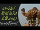 What are the Rates Of Camels, Goats & Cows In Karachi Mandi? | Eid-Ul-Adha 2019