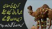 What are the Rates Of Camels, Goats & Cows In Karachi Mandi? | Eid-Ul-Adha 2019