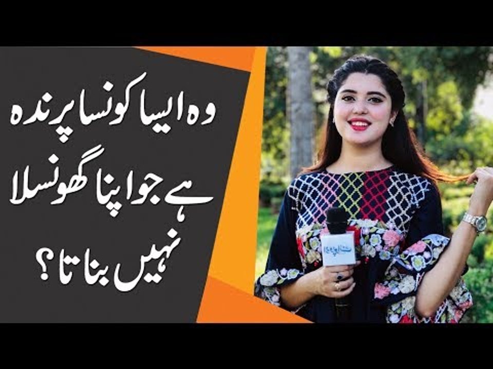 وہ ایسا کونسا پرندہ ہے جو اپنا گھونسلا نہیں بناتا لیکن وہ پرندہ ہے؟
