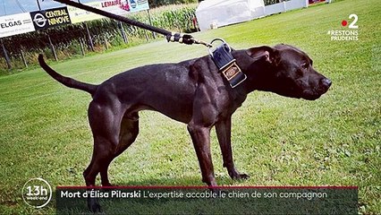Affaire Elisa Pilarski : deux experts accablent Curtis, le chien de son conjoint