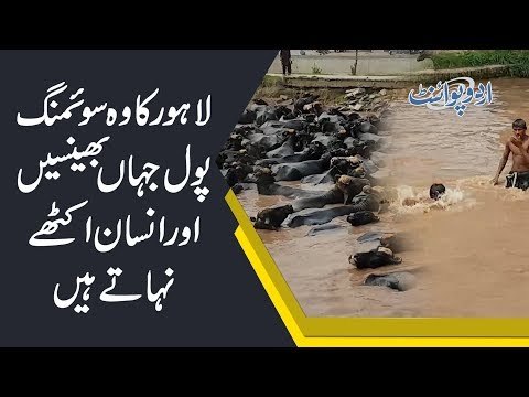 The Unique Swimming Pool of Lahore, where Humans and Cows Swim together