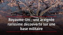 Royaume-Uni : une araignée rarissime découverte sur une base militaire