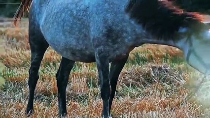 Encountering God's Provision _ Tony Evans Sermon