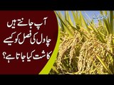 Rice Cultivation Process In Pakistan | Step By Step Learning Of Growing Rice