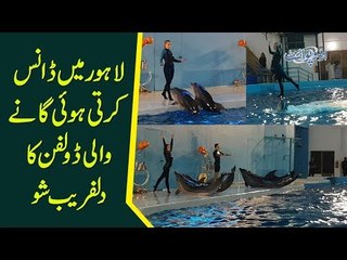 Dolphin Show In Lahore | Crazy Dolphin Dance | First Time Ever In Pakistan