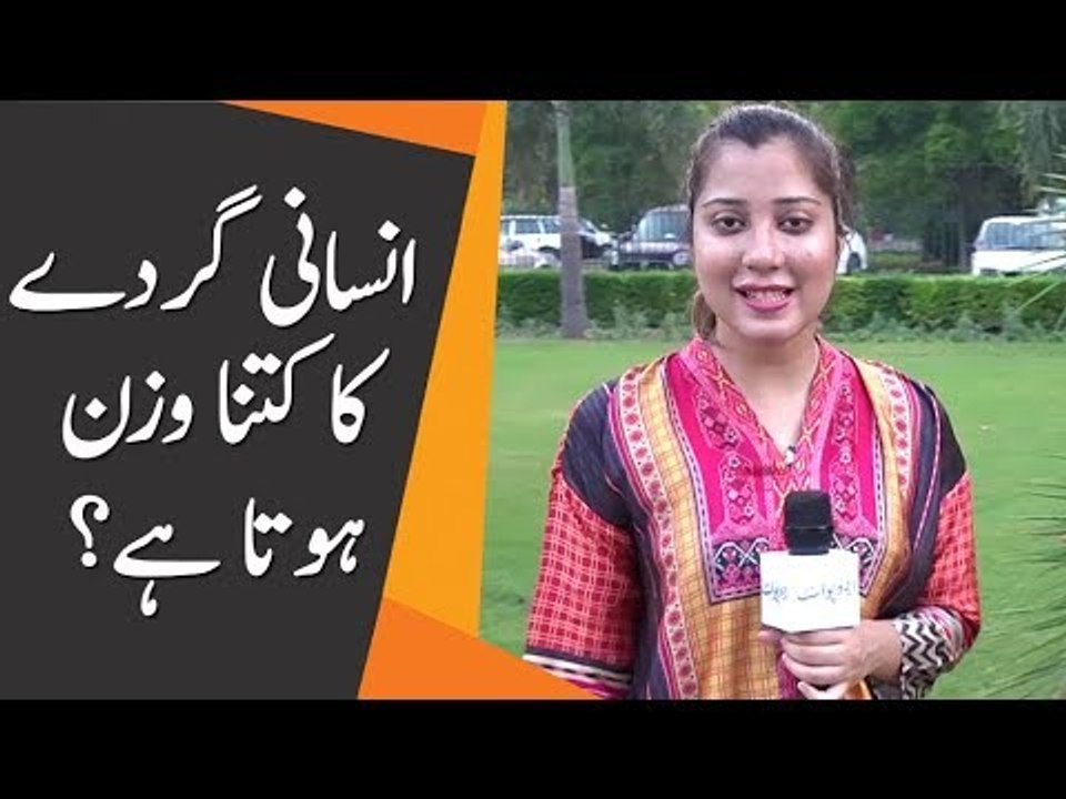 انسانی گردے کا کتنا وزن ہوتا ہے؟