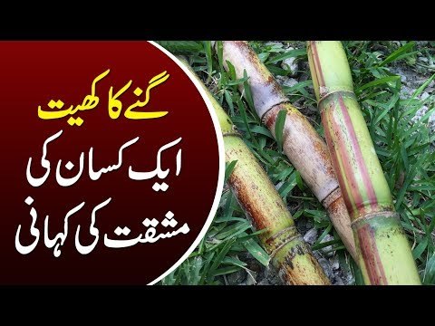Sugarcane Farming In Pakistan | Farming Ideas & Complete Guideline