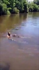 Download Video: Il fait trempette avec des alligators sauvages qui s'approchent dangereusement de lui