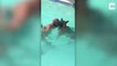 Ce chien vient sauver une fille dans une piscine... enfin presque