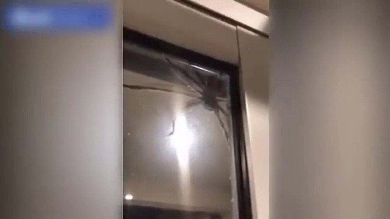 Ce couple découvre une énorme araignée chez eux : belle bête