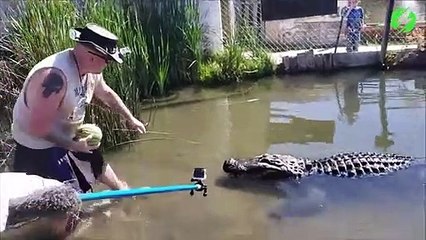 Il teste la puissance de la mâchoire de cet alligator