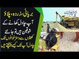 Step By Step Process Of Rice Cultivation And Harvesting In Pakistan