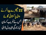 Cow Gives Birth To 22 Calves | A Tour To A Dairy Farm In Pakistan