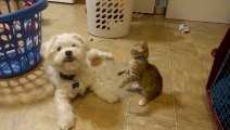 Videos De Risa 2020 nuevos ● Animales Graciosos - Momentos Divertidos De Gatos y Perros Asustados #2 (480p_24fps_H264-128kbit_AAC)