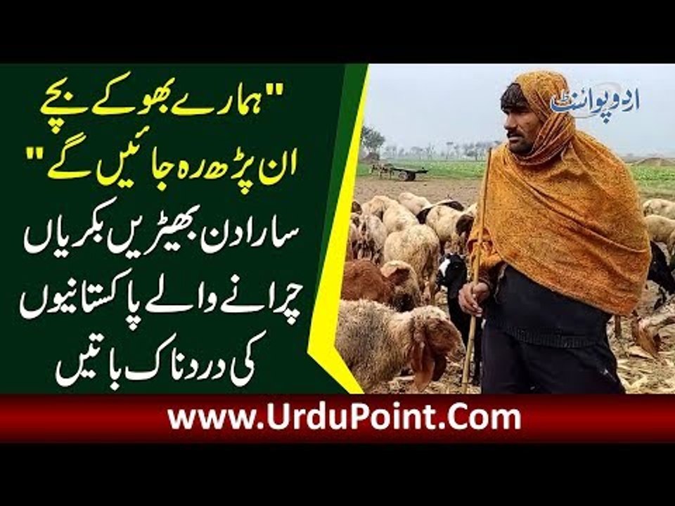 Problems Shepherds Face In Winter Season | Goats Falling Ill Due To Cold Weather