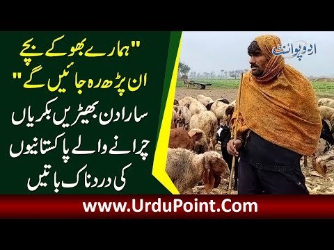 Problems Shepherds Face In Winter Season | Goats Falling Ill Due To Cold Weather