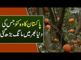 Healthy & Delicious Pakistani Oranges | Watch A Tour To The Citrus Garden