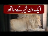 How Do Lions Live In Karachi Zoo? | Watch The Video Of Beautiful Wild Creatures