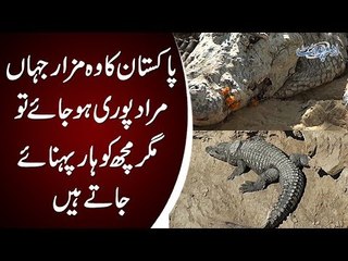 A Shrine With A Lot Of Crocodiles | Watch Shocking Video Of Manghopir Mizar Near Karachi