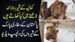 What Kind Of Diet Lions Take? | A Tour Of A Wildlife Park In Sahiwal With Beautiful African Lions