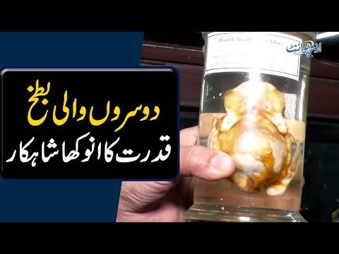 Informative Tour Of Natural History Museum In GCU | Countless Specimens Of Rare Species