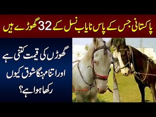 Horse Palna Kitna Mushkil Hai ? 1 Horse Ki Qeemat Kitni Hai?