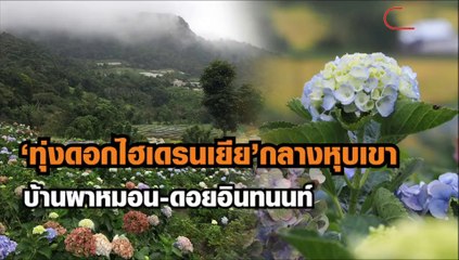 ชมความงาม ‘ทุ่งดอกไฮเดรนเยีย’กลางหุบเขา ที่บ้านผาหมอน-ดอยอินทนนท์