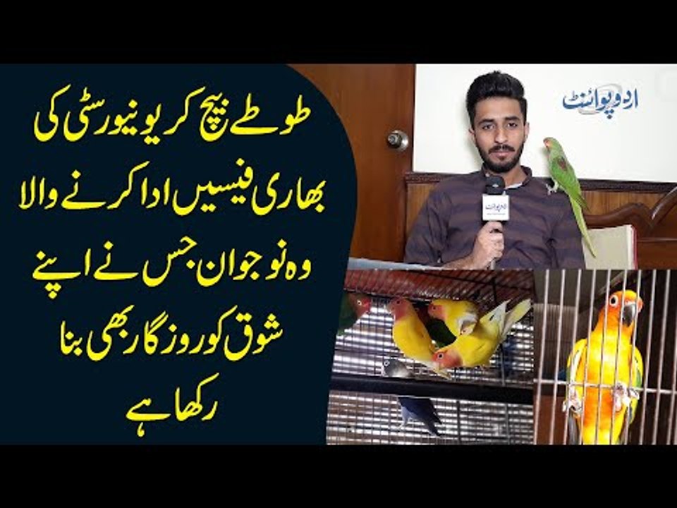 This Young Boy Has Lots Of Exotic Parrots | Watch Beautiful Parrots Of Different Breeds