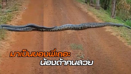 หาชมยาก ! เมื่ออนาคอนด้าหนุ่ม 5 ตัว ไล่ตื๊อจีบน้องด้าสาว 6 เมตร