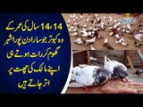 This Man Has A Passion For Pigeons | Watch How He Keeps Kabootars & Takes Care Of Them