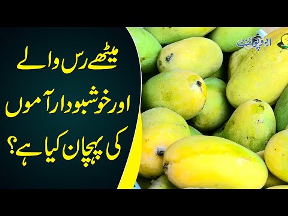 Mango – The King Of All Fruits | Learn The Different Types Of Mangoes In Asia’s Biggest Fruit Market