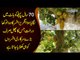 The Only Kathal Tree In Pakistan | Jackfruit Tree In Kohat | Watch How The Tree Is Protected