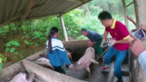 Vượt núi bắt lợn bản lợn ngon nhưng đi vất vả quá | Passing the mountain to catch Ban Pig is delicious, but it is too hard