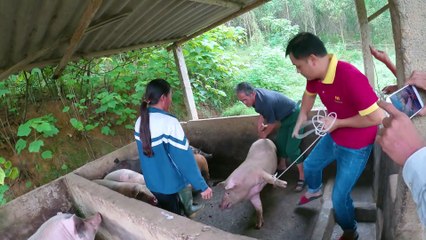 Vượt núi bắt lợn bản lợn ngon nhưng đi vất vả quá | Passing the mountain to catch Ban Pig is delicious, but it is too hard